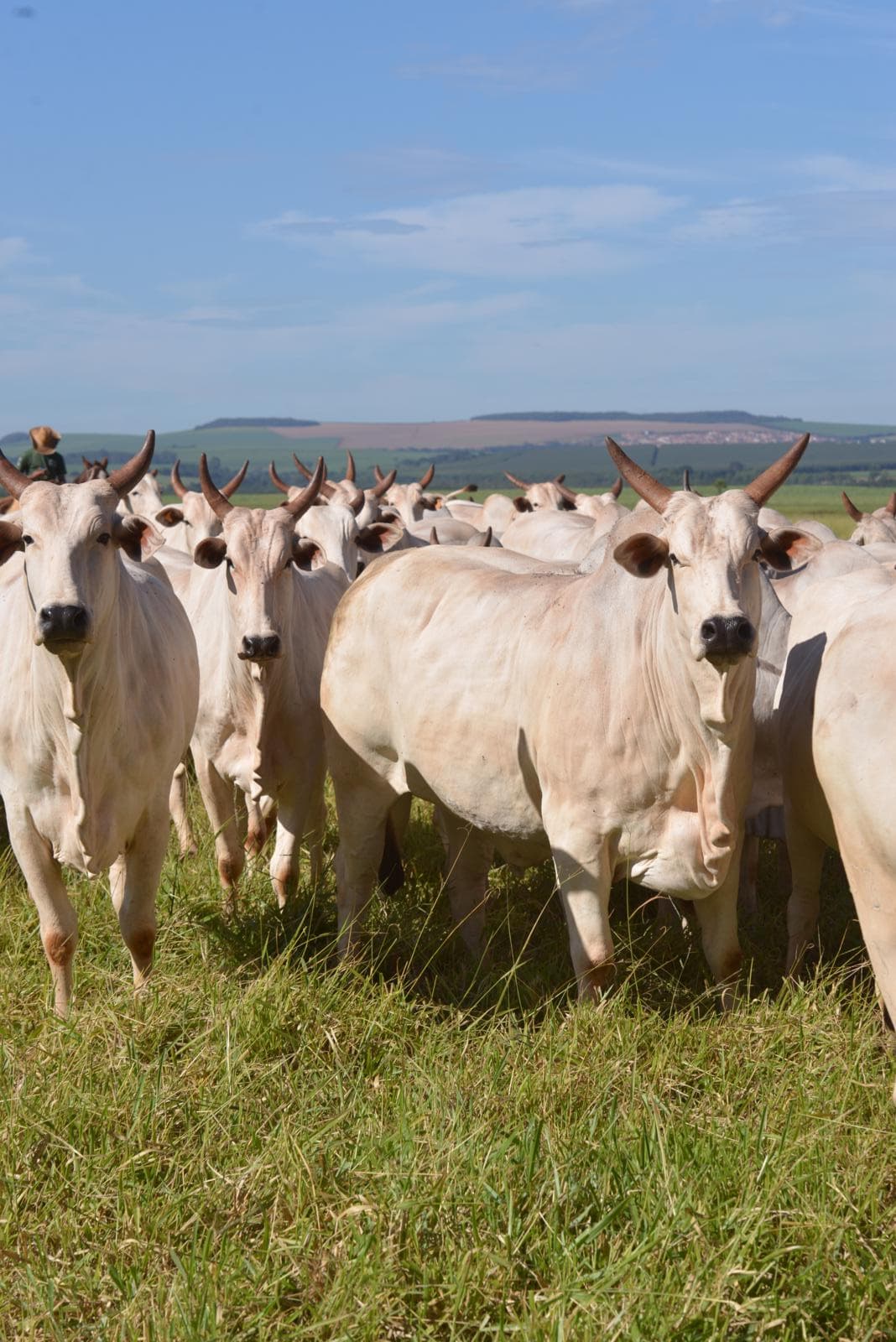 Touro Nelore PO da Fazenda São Luiz