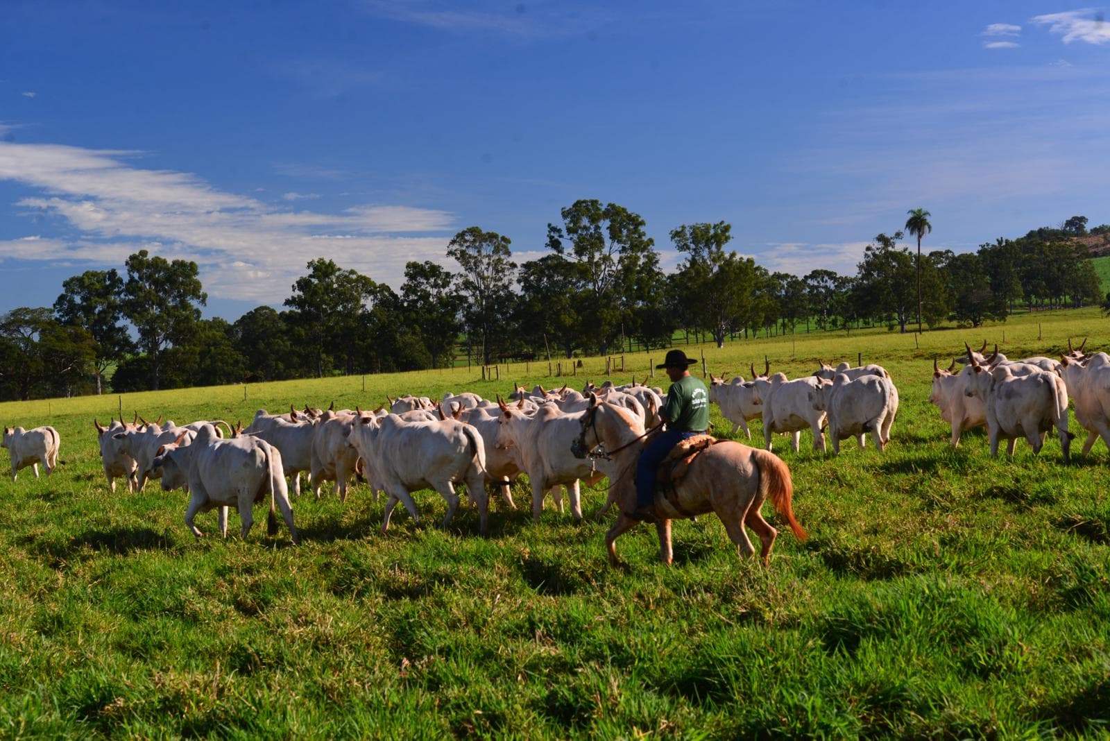 Fazenda São Luiz