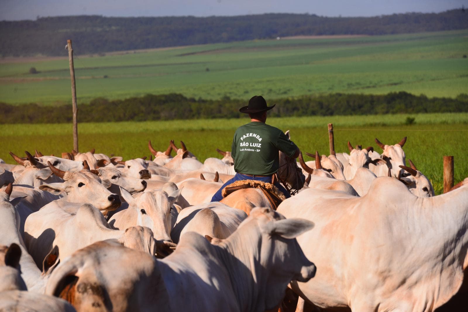 Fazenda São Luiz
