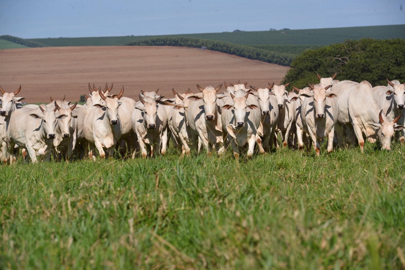 Vacas Nelore PO